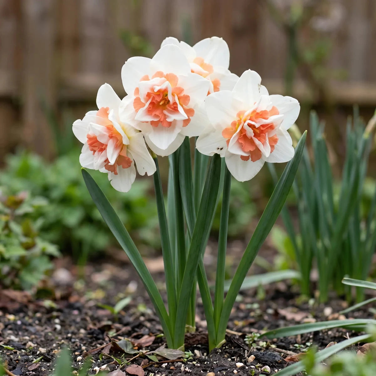 Narcissus 'Replete' (Daffodil) - Harding & Bloom