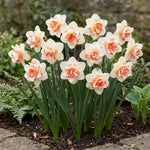 Narcissus 'Replete' (Daffodil) - Harding & Bloom