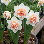 Narcissus 'Replete' (Daffodil) - Harding & Bloom