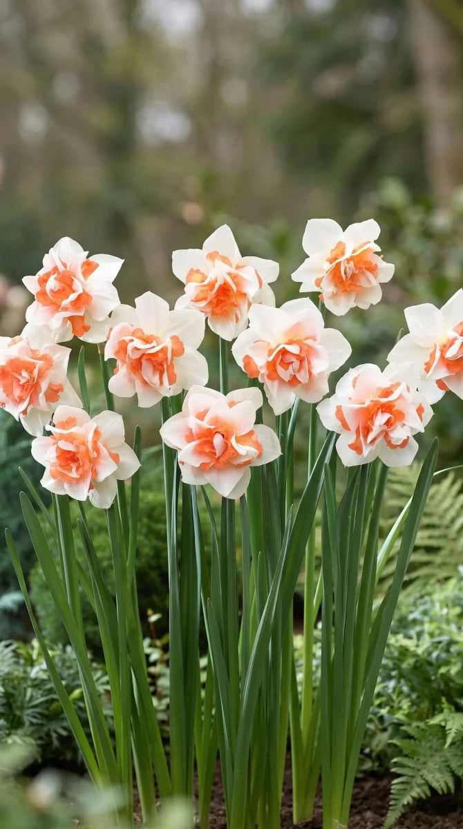 Narcissus 'Replete' (Daffodil) - Harding & Bloom