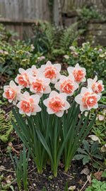Narcissus 'Replete' (Daffodil) - Harding & Bloom