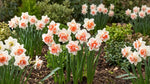 Narcissus 'Replete' (Daffodil) - Harding & Bloom