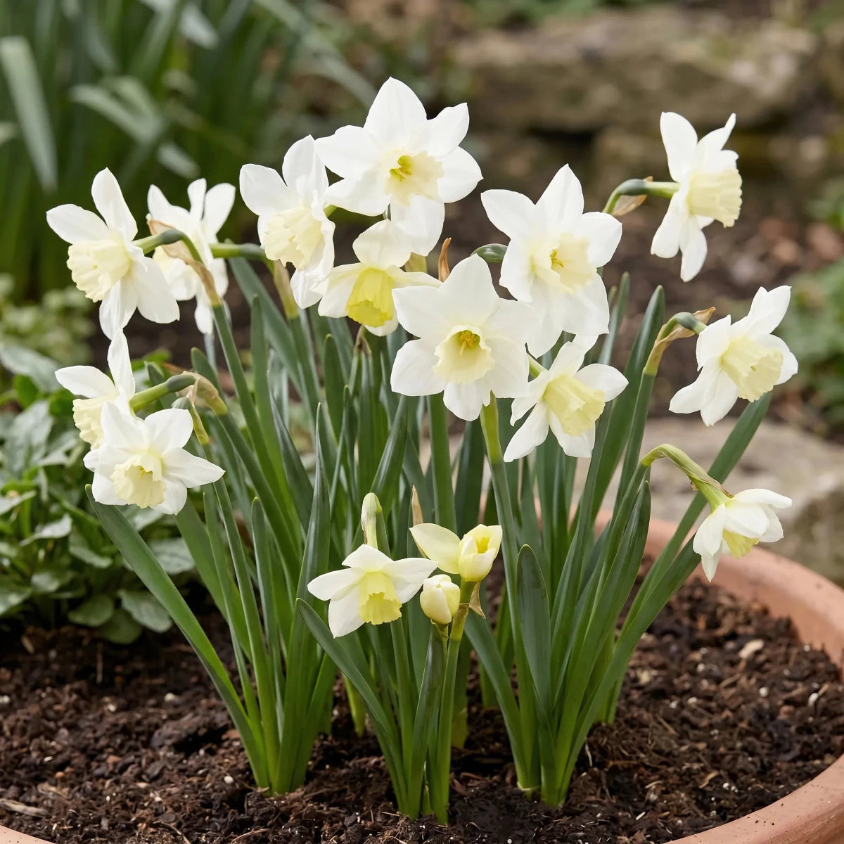 Narcissus 'Pueblo' - Harding & Bloom