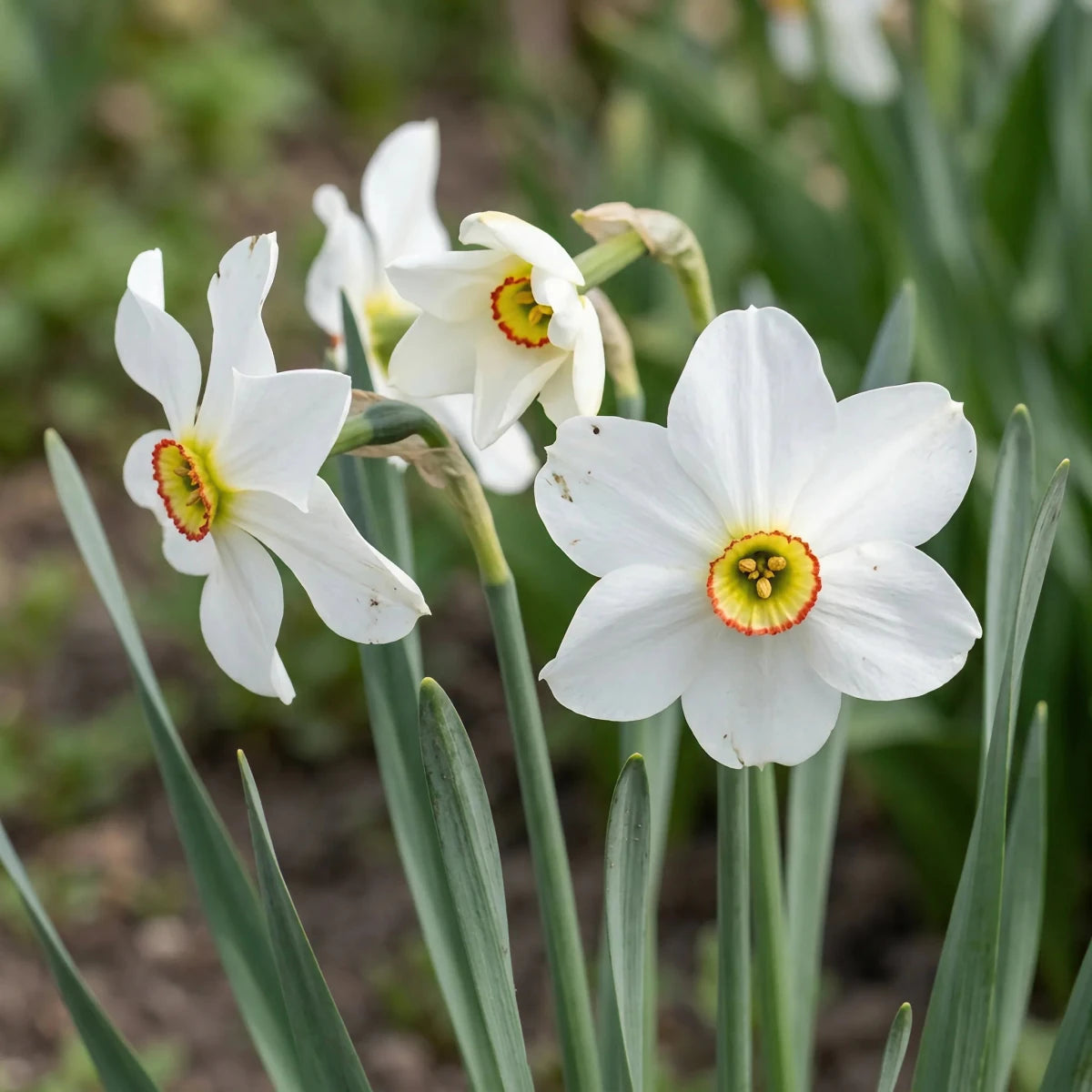 Narcissus 'Poeticus Recurvus' (old pheasant’s eye) - Harding & Bloom
