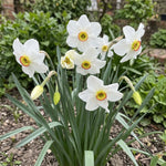 Narcissus 'Poeticus Recurvus' (old pheasant’s eye) - Harding & Bloom