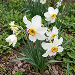 Narcissus 'Poeticus Recurvus' (old pheasant’s eye) - Harding & Bloom