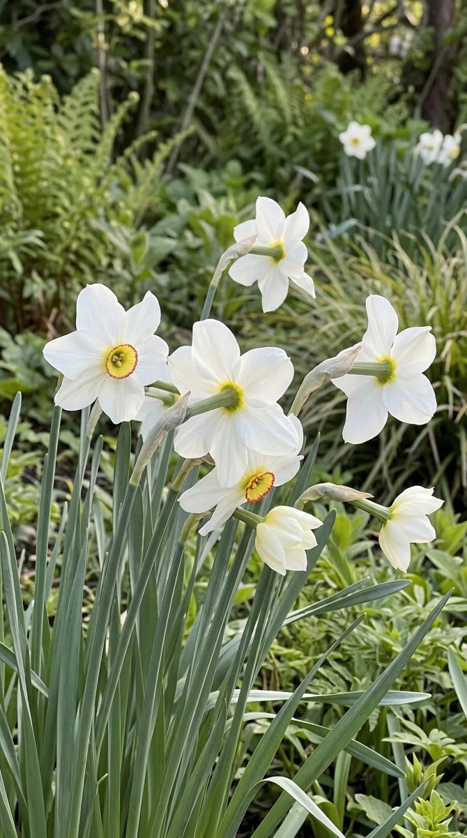 Narcissus 'Poeticus Recurvus' (old pheasant’s eye) - Harding & Bloom