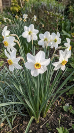 Narcissus 'Poeticus Recurvus' (old pheasant’s eye) - Harding & Bloom