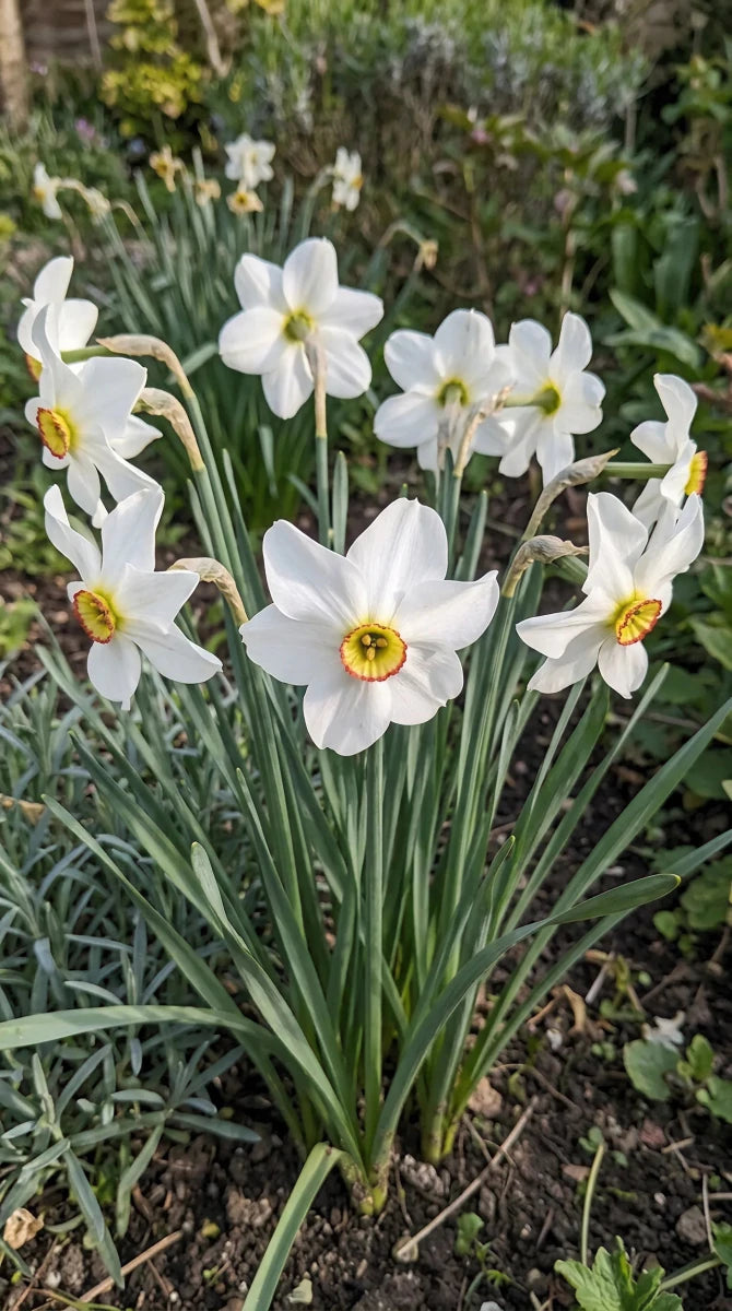 Narcissus 'Poeticus Recurvus' (old pheasant’s eye) - Harding & Bloom