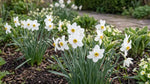 Narcissus 'Poeticus Recurvus' (old pheasant’s eye) - Harding & Bloom
