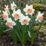Narcissus 'Pink Charm' - Harding & Bloom