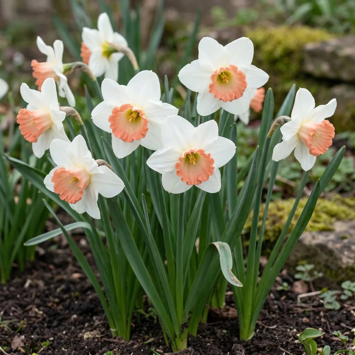 Narcissus 'Pink Charm' - Harding & Bloom