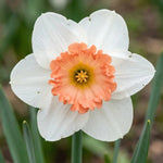 Narcissus 'Pink Charm' - Harding & Bloom