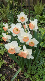 Narcissus 'Pink Charm' - Harding & Bloom