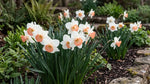 Narcissus 'Pink Charm' - Harding & Bloom