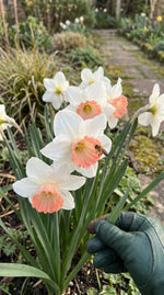 Narcissus 'Pink Charm' - Harding & Bloom