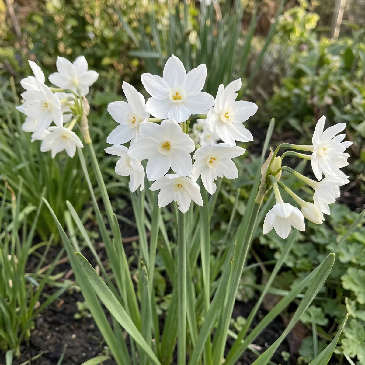 Narcissus 'Paperwhite Ziva' (paper-white daffodil) - Harding & Bloom