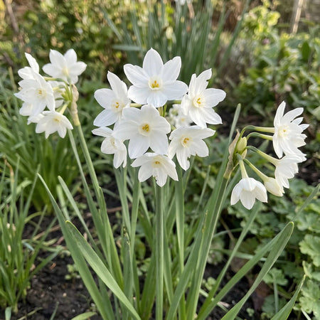 Narcissus 'Paperwhite Ziva' (paper-white daffodil) - Harding & Bloom
