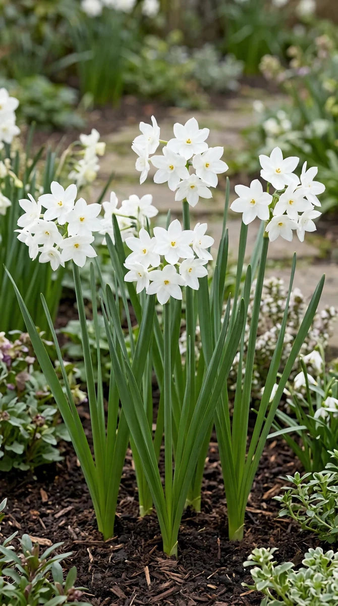 Narcissus 'Paperwhite Ziva' (paper-white daffodil) - Harding & Bloom