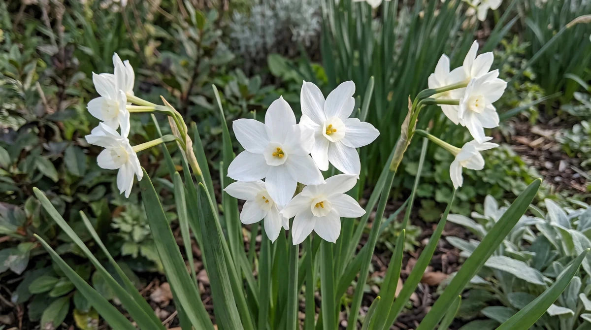 Narcissus 'Paperwhite Ziva' (paper-white daffodil) - Harding & Bloom