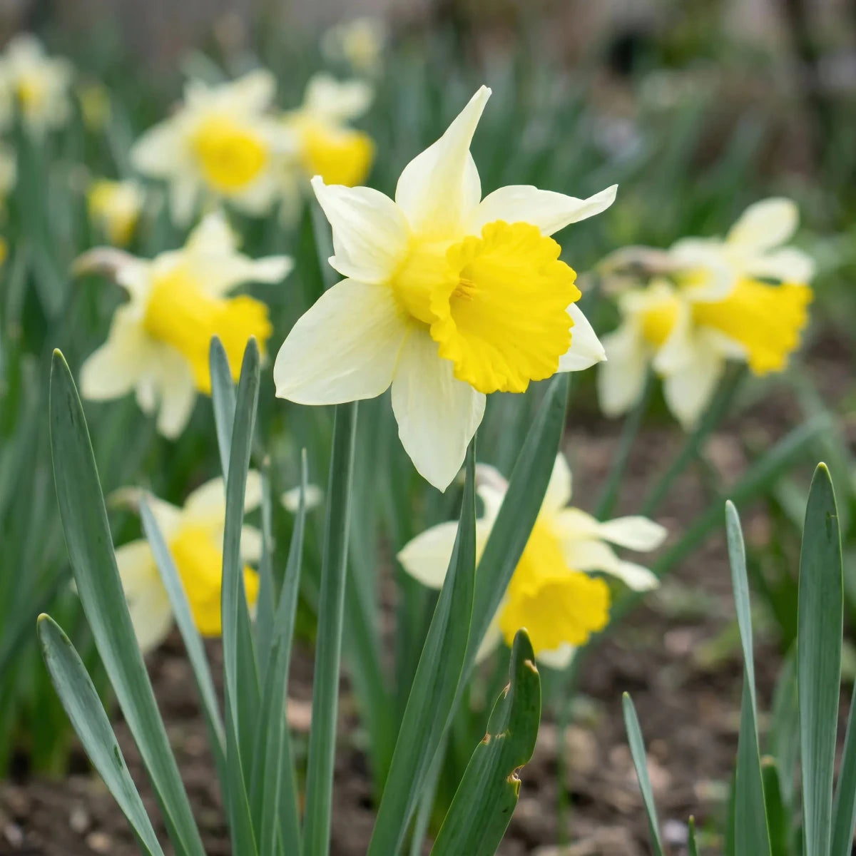 Narcissus 'Lobularis' (wild Lent Lily) - Harding & Bloom