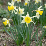 Narcissus 'Lobularis' (wild Lent Lily) - Harding & Bloom