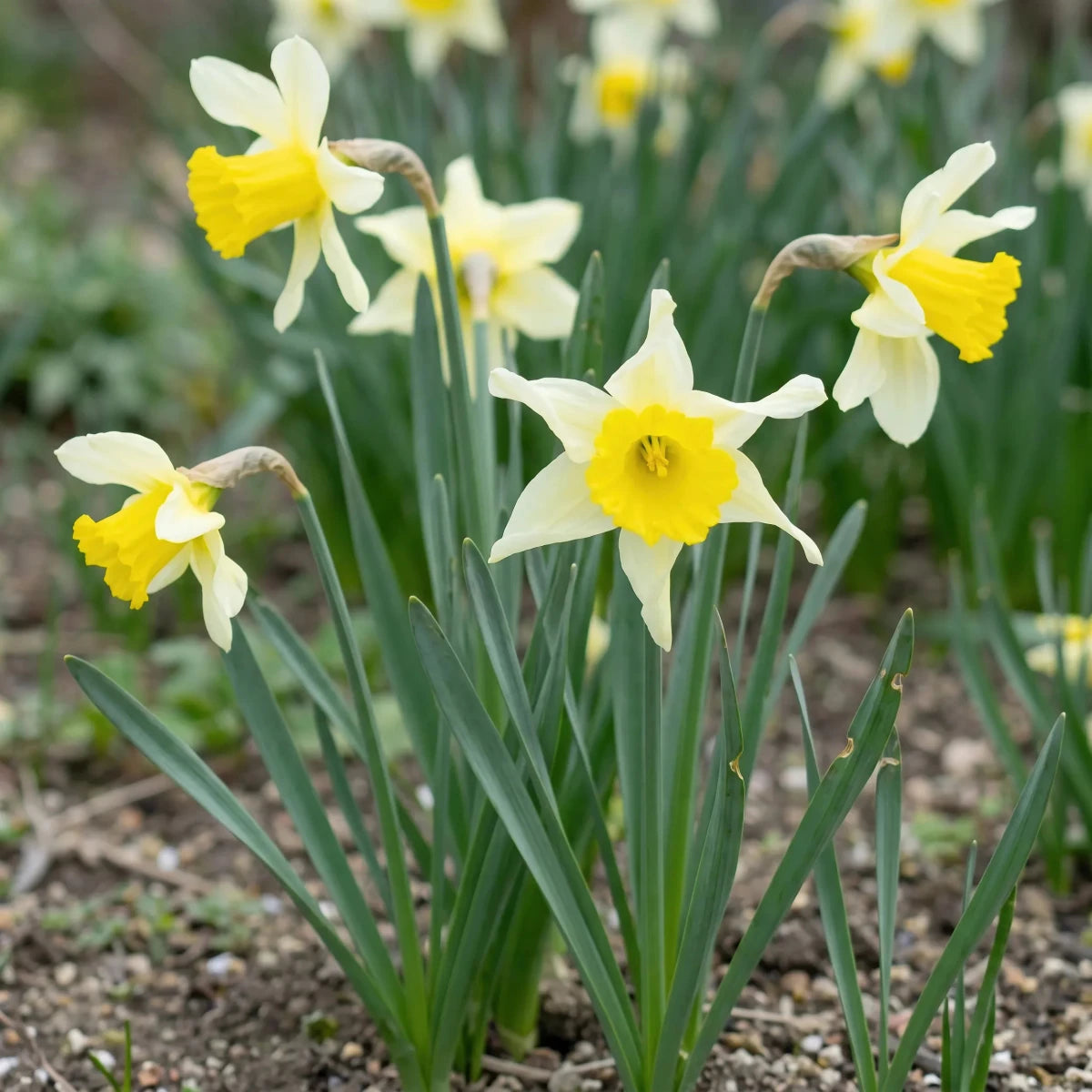 Narcissus 'Lobularis' (wild Lent Lily) - Harding & Bloom
