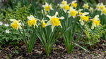 Narcissus 'Lobularis' (wild Lent Lily) - Harding & Bloom