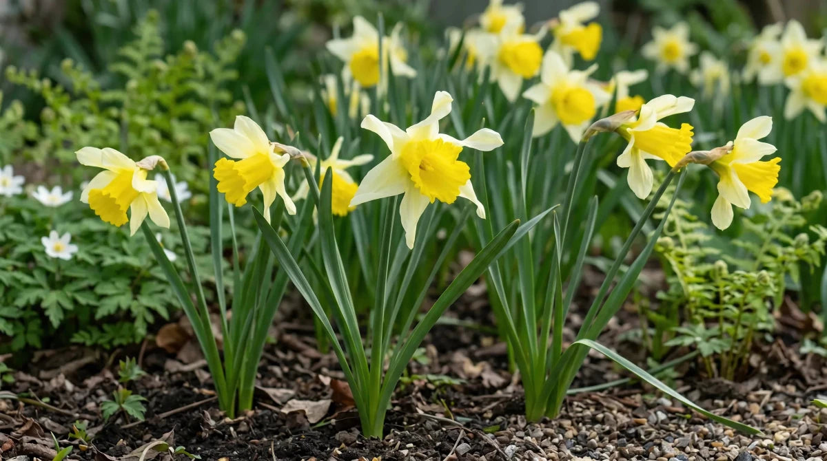 Narcissus 'Lobularis' (wild Lent Lily) - Harding & Bloom