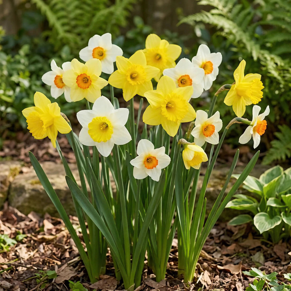 Narcissus 'Large Flowering Mixture' - Harding & Bloom