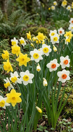 Narcissus 'Large Flowering Mixture' - Harding & Bloom