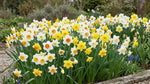 Narcissus 'Large Flowering Mixture' - Harding & Bloom