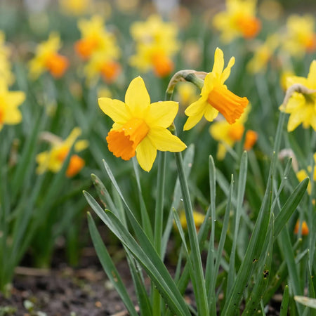 Narcissus 'Jetfire' (daffodil) - Harding & Bloom