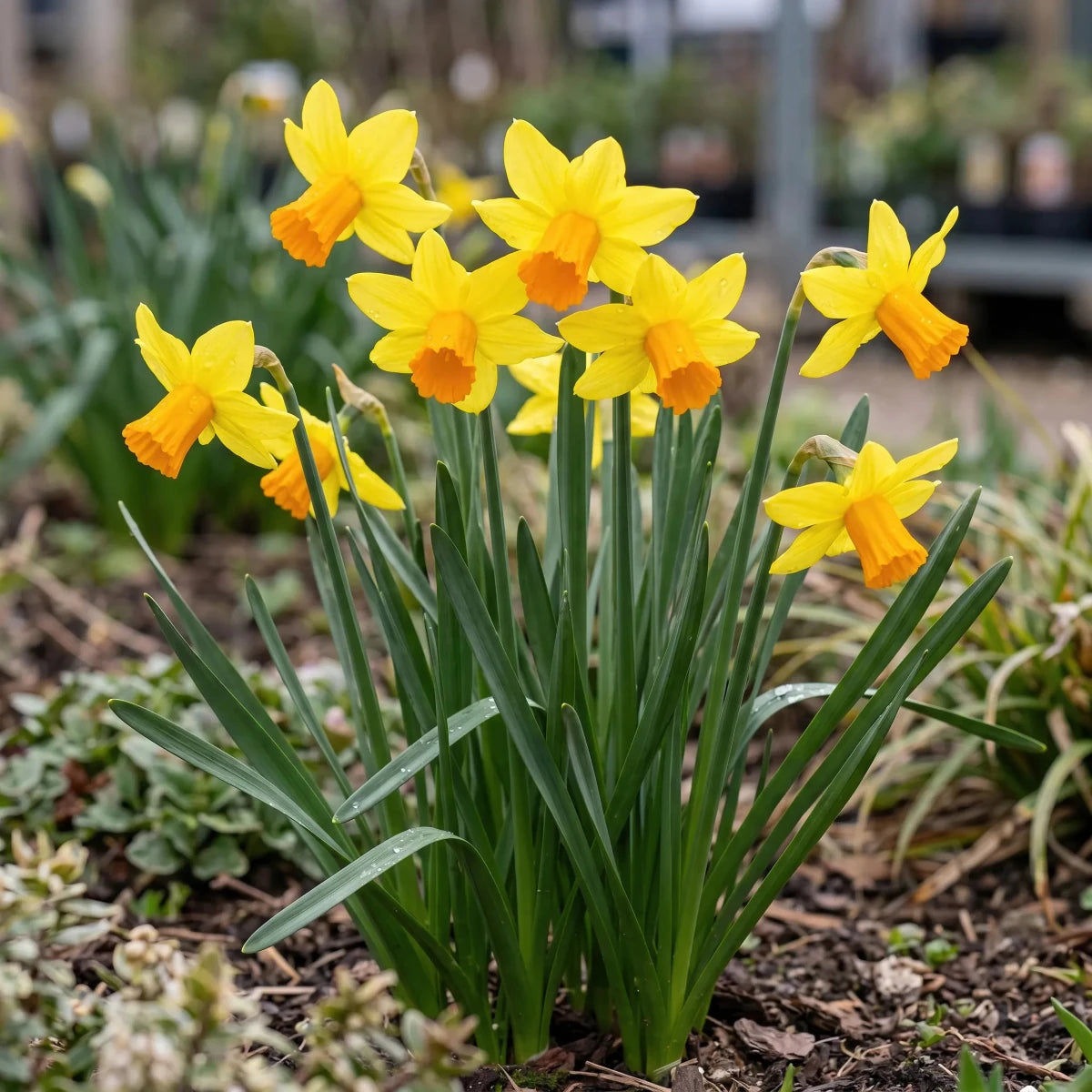Narcissus 'Jetfire' (daffodil) - Harding & Bloom
