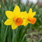 Narcissus 'Jetfire' (daffodil) - Harding & Bloom