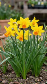Narcissus 'Jetfire' (daffodil) - Harding & Bloom