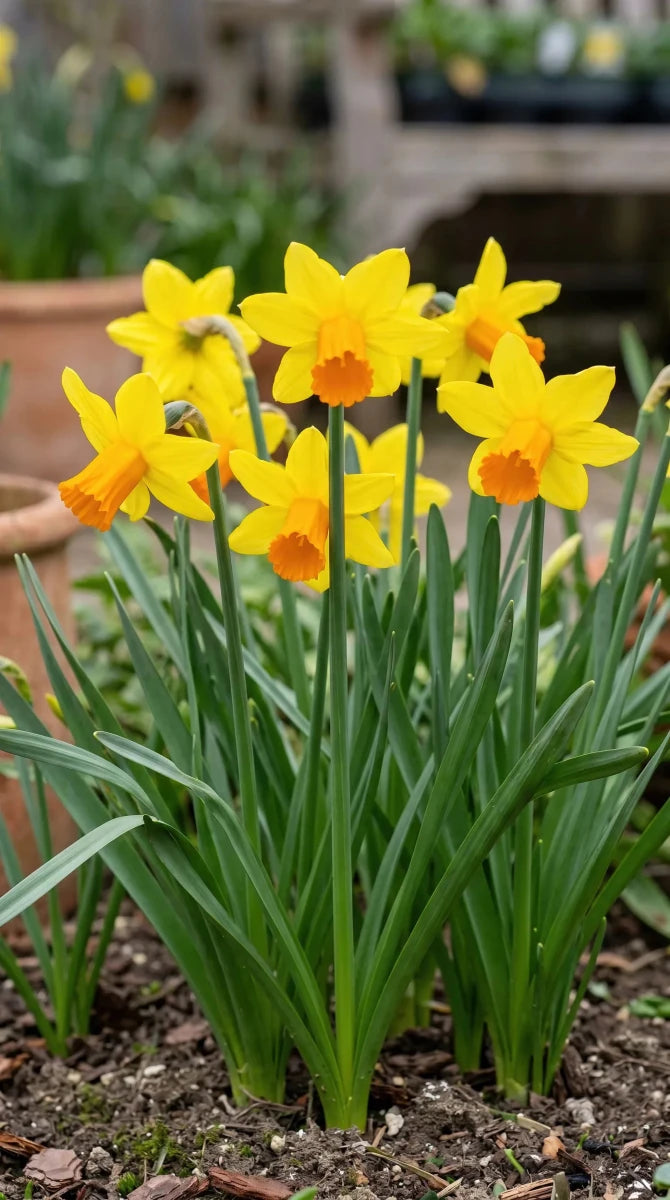 Narcissus 'Jetfire' (daffodil) - Harding & Bloom