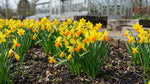 Narcissus 'Jetfire' (daffodil) - Harding & Bloom