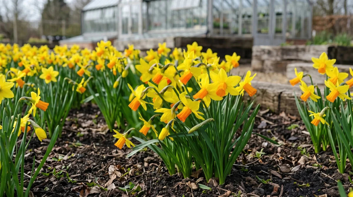 Narcissus 'Jetfire' (daffodil) - Harding & Bloom