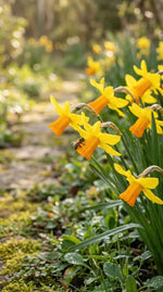 Narcissus 'Jetfire' (daffodil) - Harding & Bloom