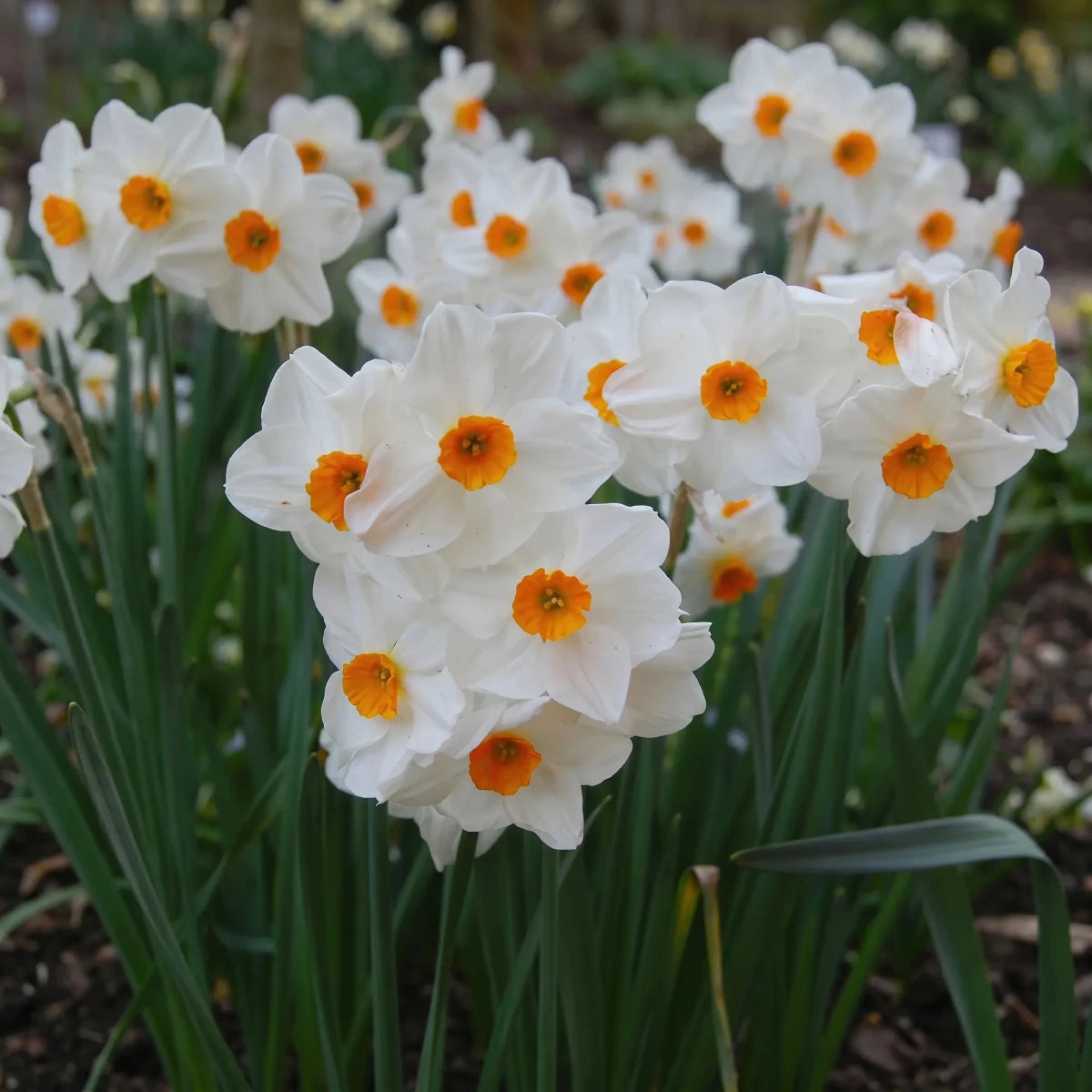 Narcissus 'Geranium' (Daffodil) - Harding & Bloom