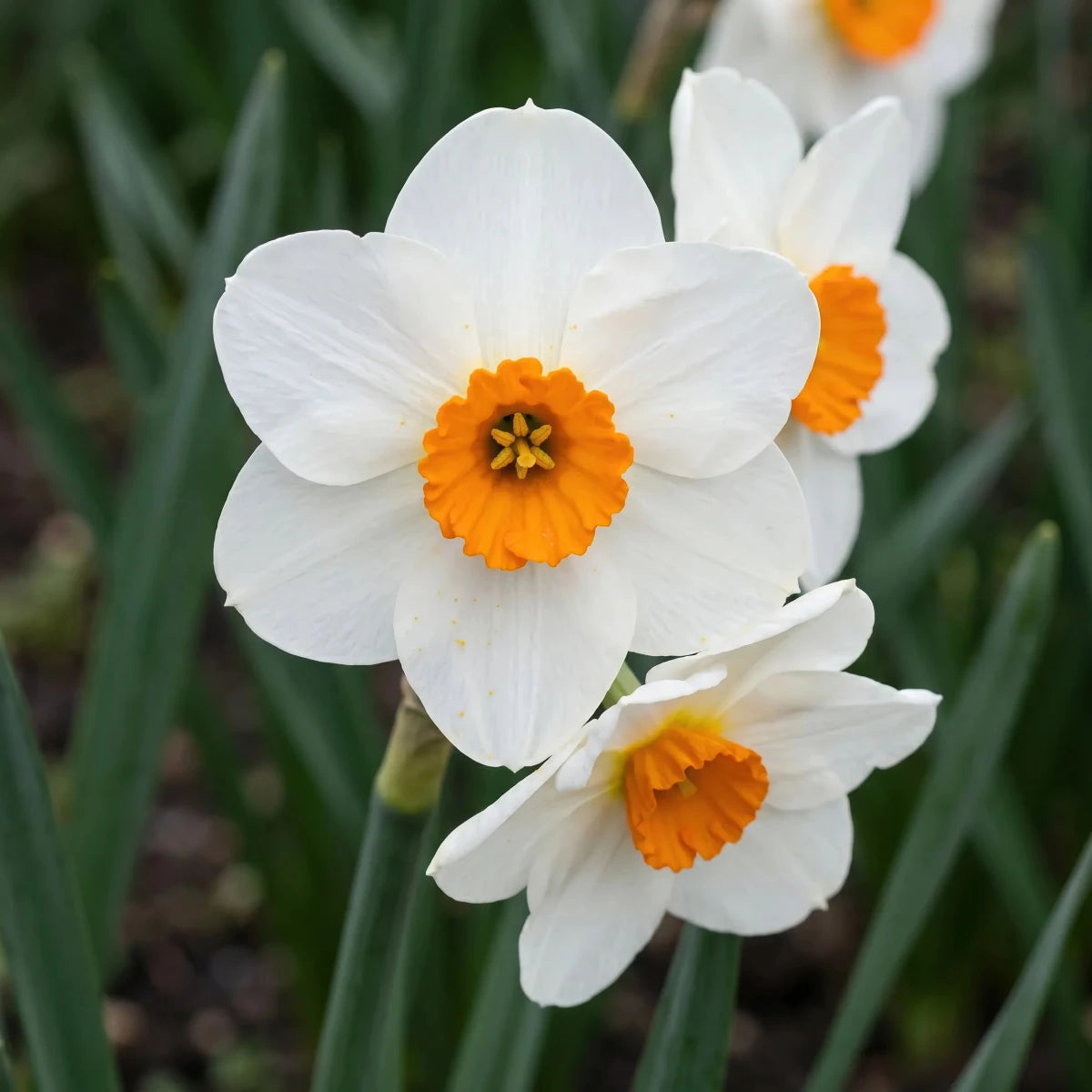 Narcissus 'Geranium' (Daffodil) - Harding & Bloom