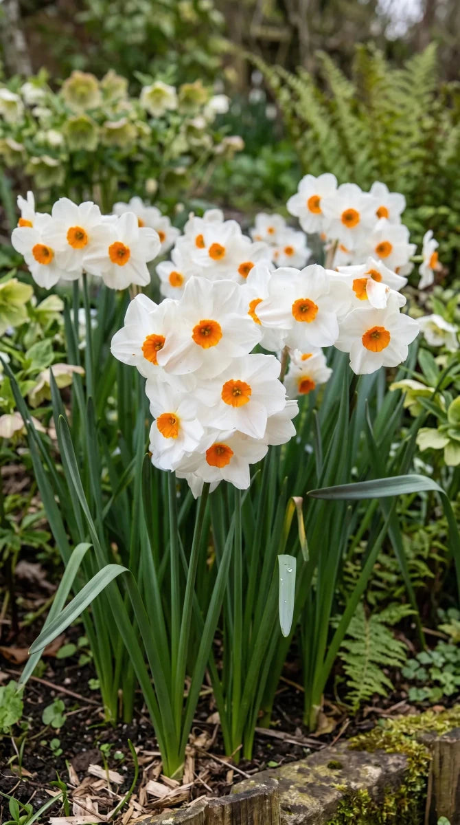 Narcissus 'Geranium' (Daffodil) - Harding & Bloom
