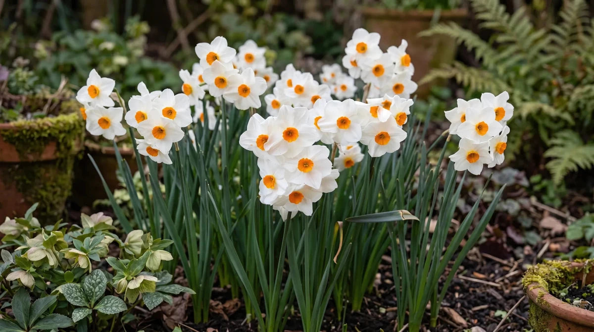 Narcissus 'Geranium' (Daffodil) - Harding & Bloom