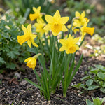 Narcissus 'February Gold' (daffodil 'February Gold) - Harding & Bloom