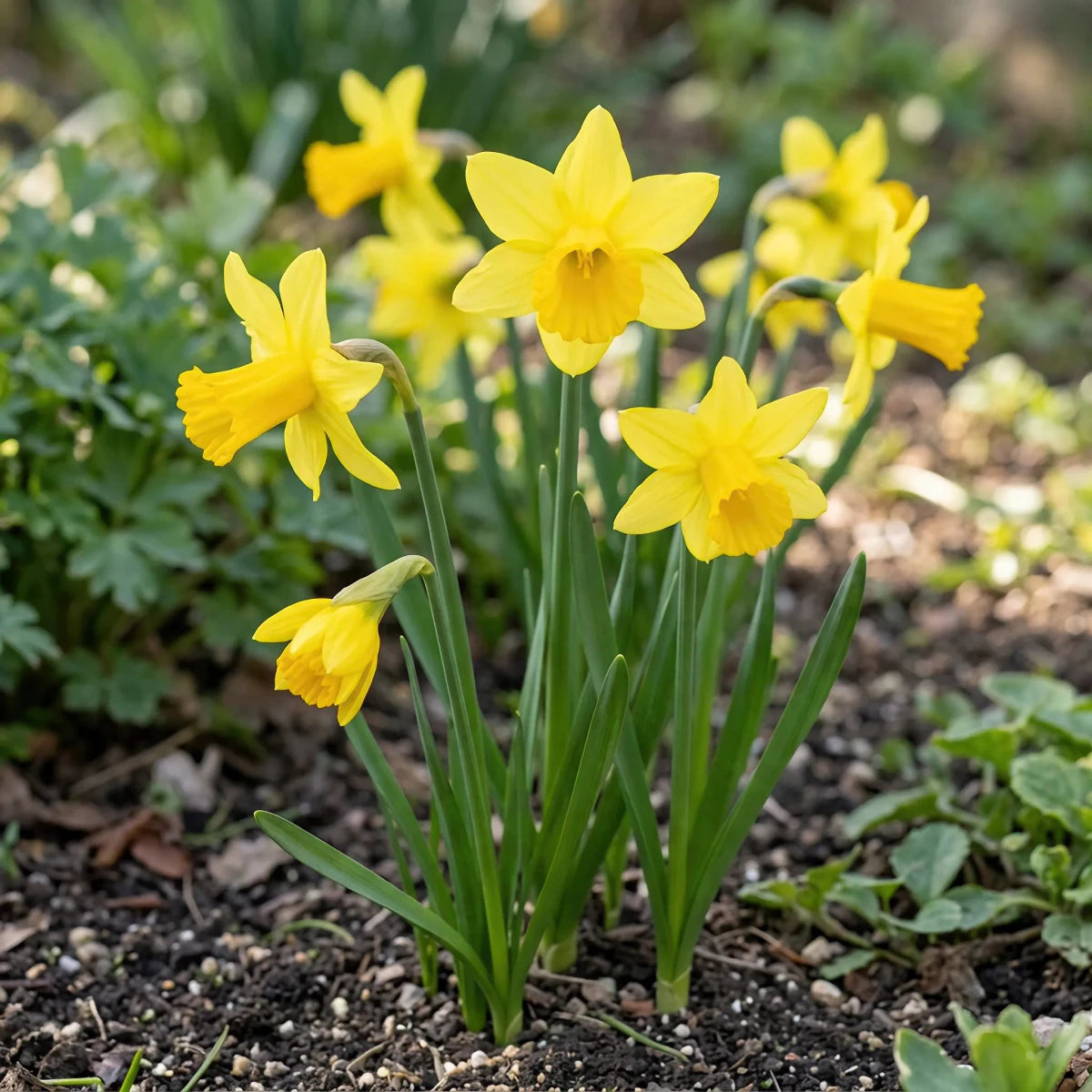 Narcissus 'February Gold' (daffodil 'February Gold) - Harding & Bloom