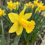 Narcissus 'February Gold' (daffodil 'February Gold) - Harding & Bloom