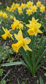 Narcissus 'February Gold' (daffodil 'February Gold) - Harding & Bloom