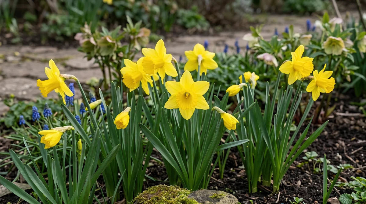 Narcissus 'February Gold' (daffodil 'February Gold) - Harding & Bloom
