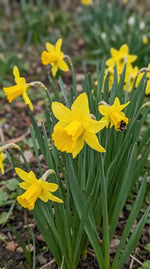 Narcissus 'February Gold' (daffodil 'February Gold) - Harding & Bloom